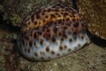 Tiger cowrie Royalty Free Stock Photo