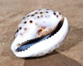 Tiger Cowrie Sea Shell lying on wet sand on the beach. Cypraea tigris. Royalty Free Stock Photo