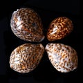 Tiger Cowrie Seashells. Cypraea Tigris Linne Royalty Free Stock Photo