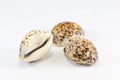 Tiger Cowry Royalty Free Stock Photo