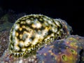 Tiger Cowry