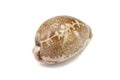 Tiger Cowry on white background Royalty Free Stock Photo