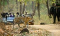 Tiger crossing a road in kanha