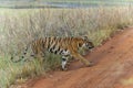 Tiger Crossing the road at Tadoba Tiger reserve Maharashtra,India