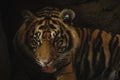 Tiger crouching in a dimly lit setting. Royalty Free Stock Photo