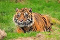Tiger crouching for hunt Royalty Free Stock Photo