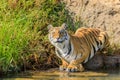 a tiger crouching to get a drink Royalty Free Stock Photo