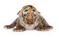 Tiger cub (4 days) Royalty Free Stock Photo