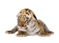 Tiger cub (4 days) Royalty Free Stock Photo