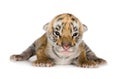 Tiger cub (4 days) Royalty Free Stock Photo