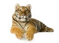 Tiger Cub (5 Months)
