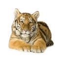 Tiger cub (5 months)