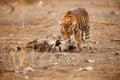 Tiger cub in a beautiful light in the nature habitat of Ranthambhore National Park