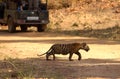 Tiger cub crossing road Royalty Free Stock Photo
