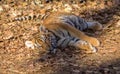 Tiger cub Royalty Free Stock Photo