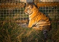 Tiger cub Royalty Free Stock Photo