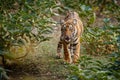Tiger cub in the green oaza during the dry season. Royalty Free Stock Photo