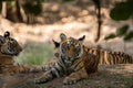 Angry tiger cub headshot or head shot - panthera tigris Royalty Free Stock Photo