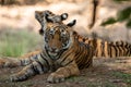 Angry tiger cub headshot or head shot - panthera tigris Royalty Free Stock Photo