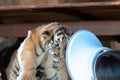 Tiger cub held up high by person, indoors, person in hat, no-recognisable people, mammel cat