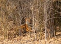 Tiger cub inside bamboo forest at Tadoba Andhari Tiger Reserve, India