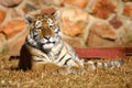 Tiger cub laying down Royalty Free Stock Photo