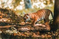 Tiger cub from Paignton Zoo. Royalty Free Stock Photo
