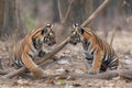 Tiger cub playing. Generate Ai