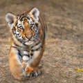 Tiger Cub Portrait. Tiger Playing Around &#x28;Panthera Tigris&#x29;