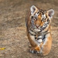 Tiger Cub Portrait. Tiger Playing Around &#x28;Panthera Tigris&#x29;