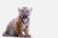 Tiger cub roar on white isolated background Royalty Free Stock Photo