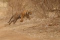 Tiger cub running into the jungle. Royalty Free Stock Photo