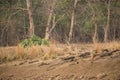 Tiger cub sitting in its habitat at Tadoba Andhari Tiger Reserve, India