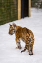 Tiger cub in the snow