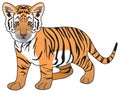 Tiger cub vector drawing on isolated white background