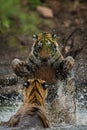 Tiger cubs fighting and playing in water with splash