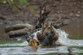 Tiger cubs fighting and playing in water with splash