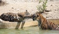 Tiger cubs playing Royalty Free Stock Photo