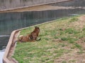 Tiger cubs are playing in a zoo Royalty Free Stock Photo