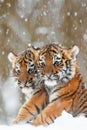Tiger cubs in snow
