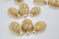 Tiger cypraea seashells close-up spotted coloring Royalty Free Stock Photo