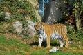 Tiger from Dartmoor Zoo.