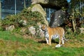 Tiger from Dartmoor Zoo.