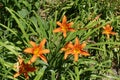 Tiger day lily in bloom in June Royalty Free Stock Photo
