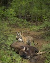 Tiger Dragging Bison kill at Tadoba Tiger reserve Maharashtra,India Royalty Free Stock Photo