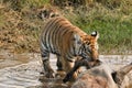 Tiger dragging prey from the waterhole