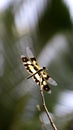 a tiger dragonfly with yellow banded wings Royalty Free Stock Photo