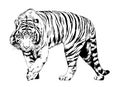 Tiger drawn with ink from the hands of a predator tattoo Royalty Free Stock Photo
