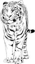 Tiger drawn with ink from the hands of a predator tattoo Royalty Free Stock Photo