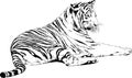 Tiger drawn with ink from the hands of a predator tattoo Royalty Free Stock Photo